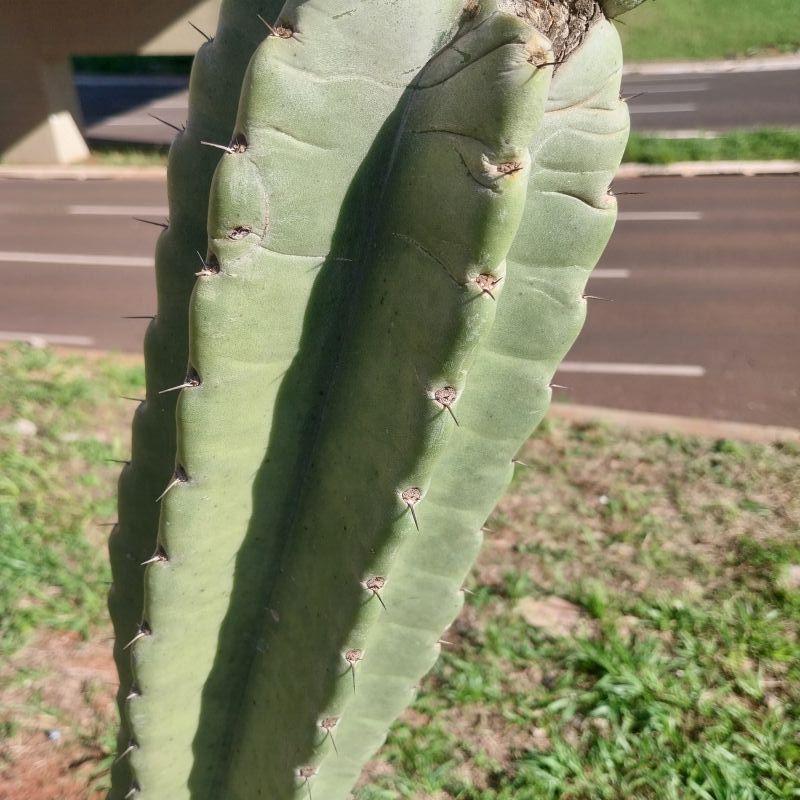 Photo of a cactus currently being identified