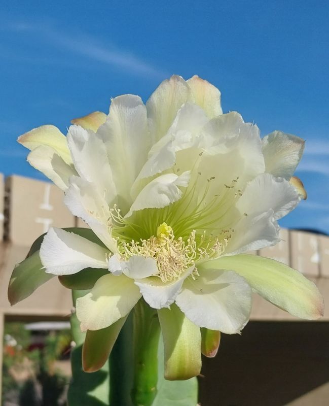 Photo of a cactus currently being identified