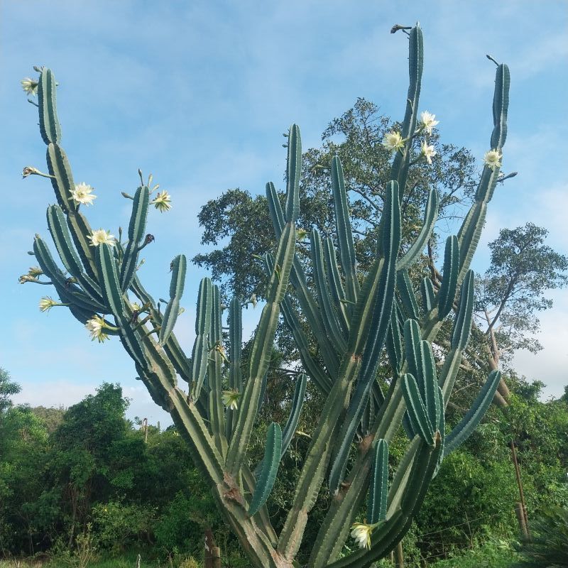 Foto de un cactus que se está identificando actualmente
