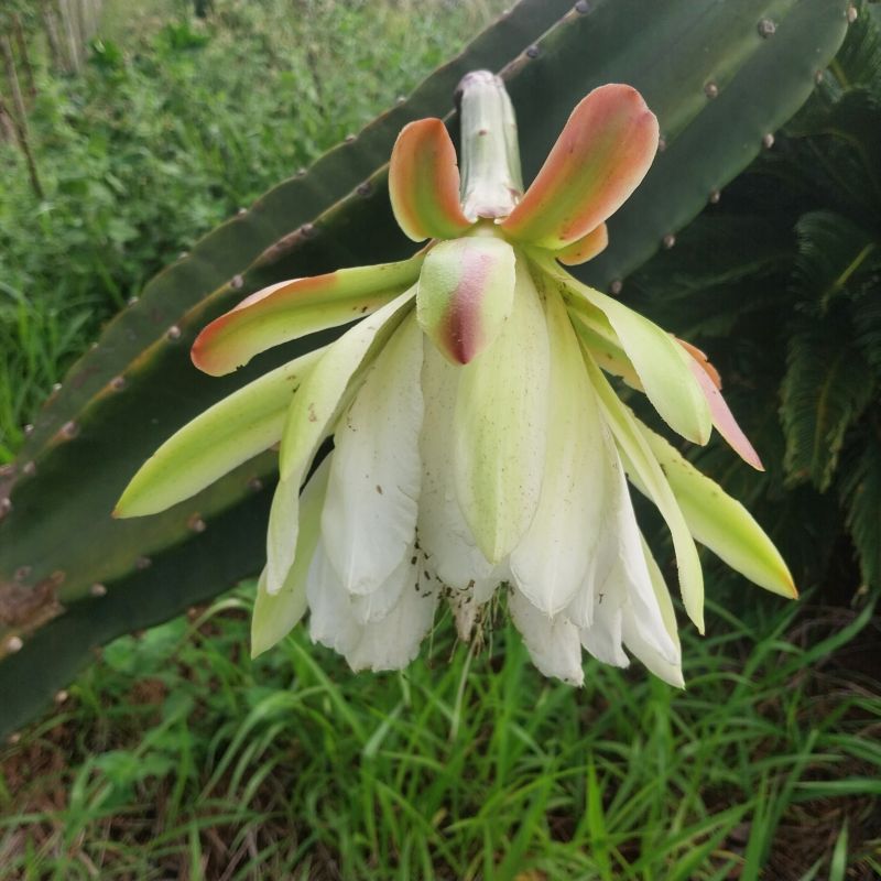 Foto de un cactus que se está identificando actualmente