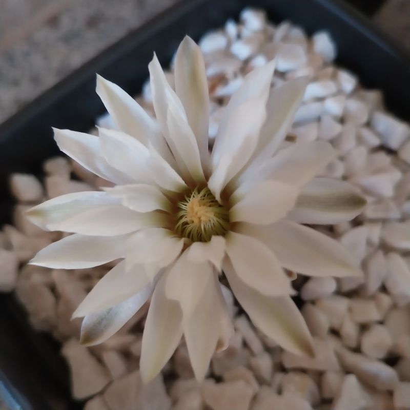 Photo of a cactus currently being identified