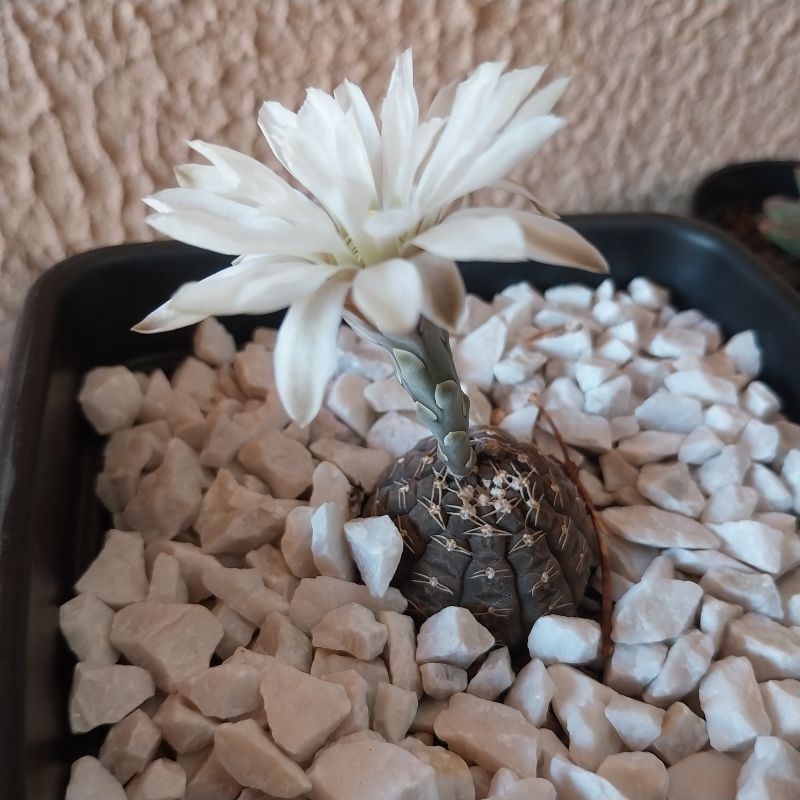 Photo of a cactus currently being identified