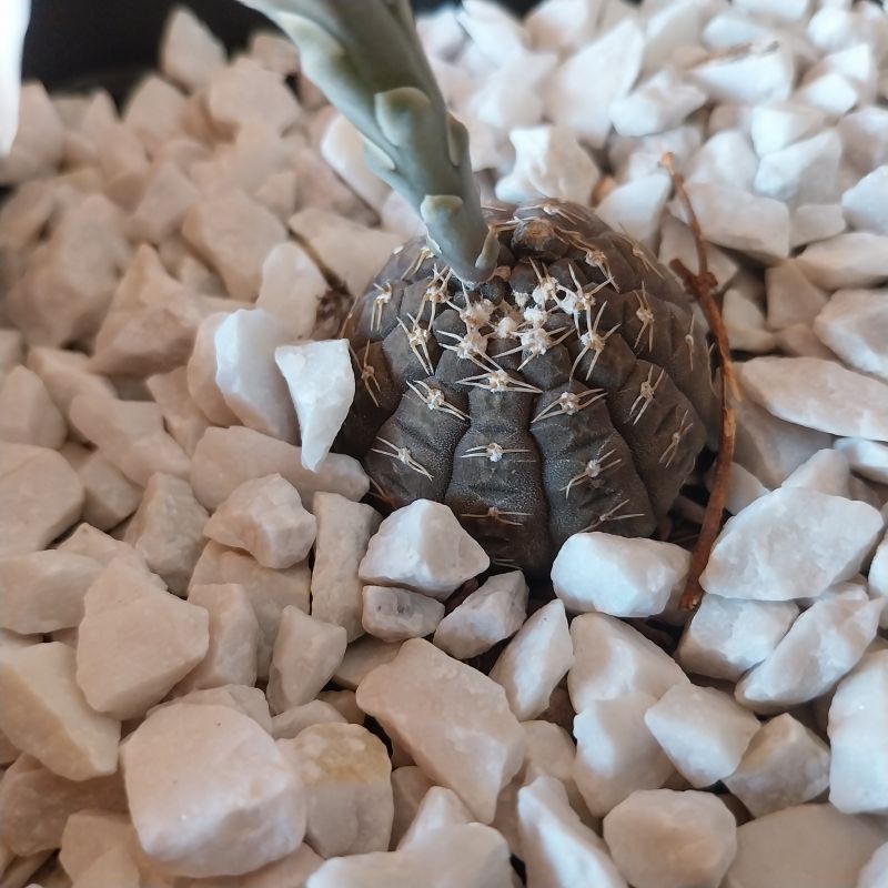 Photo of a cactus currently being identified