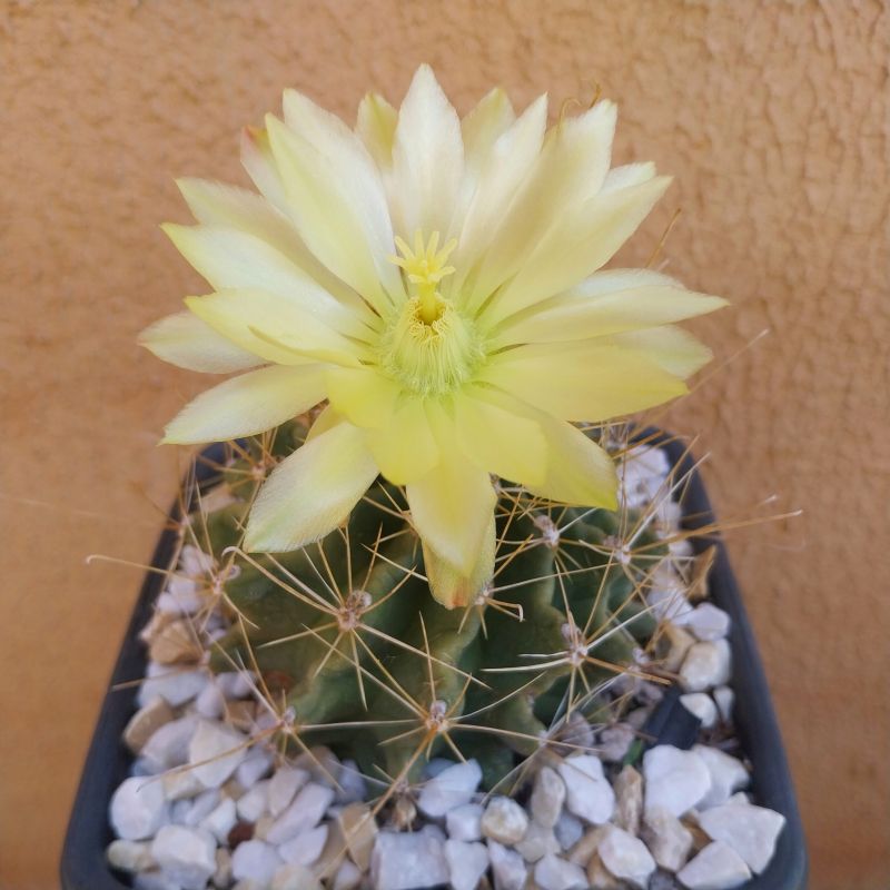 Foto de un cactus que se está identificando actualmente