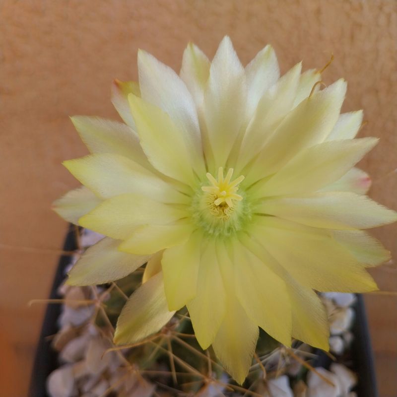 Foto de un cactus que se está identificando actualmente