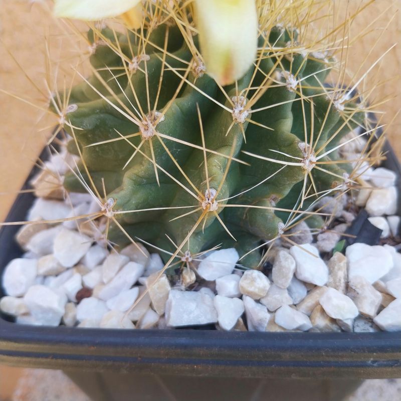Foto de un cactus que se está identificando actualmente
