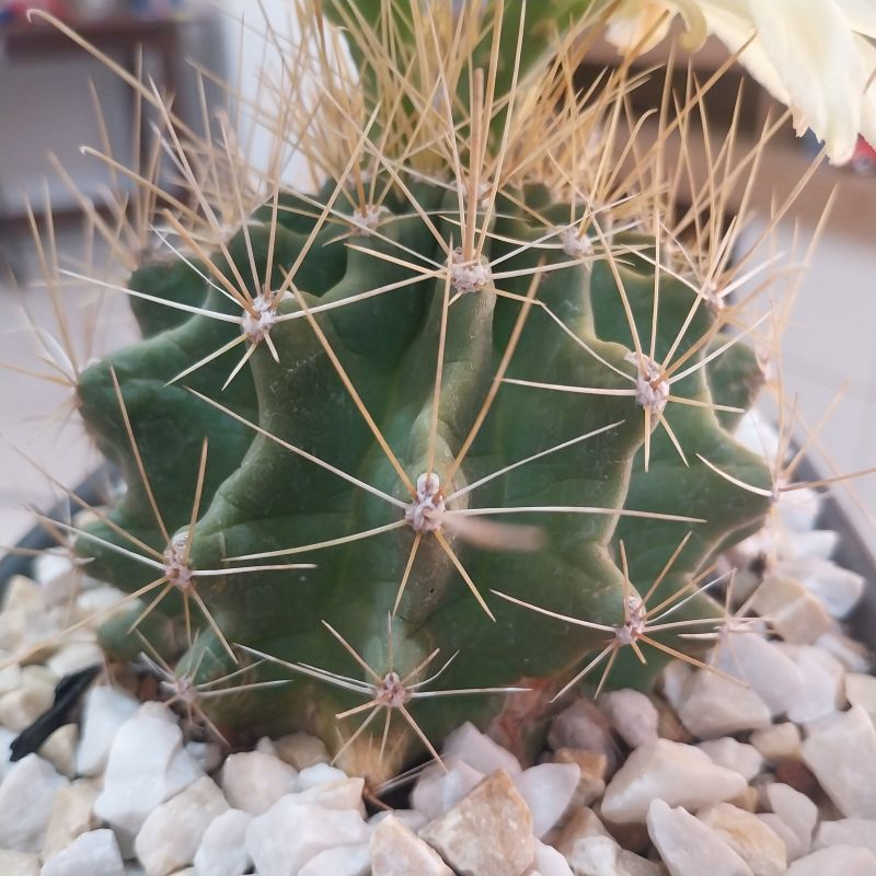 Foto de un cactus que se está identificando actualmente