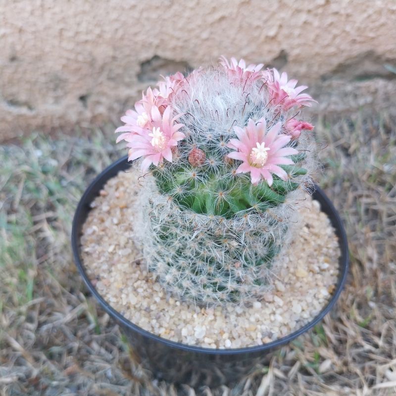 Foto de un cactus que se está identificando actualmente
