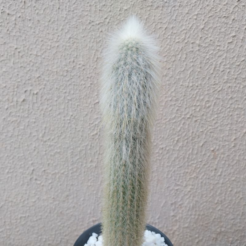 Foto de un cactus que se está identificando actualmente