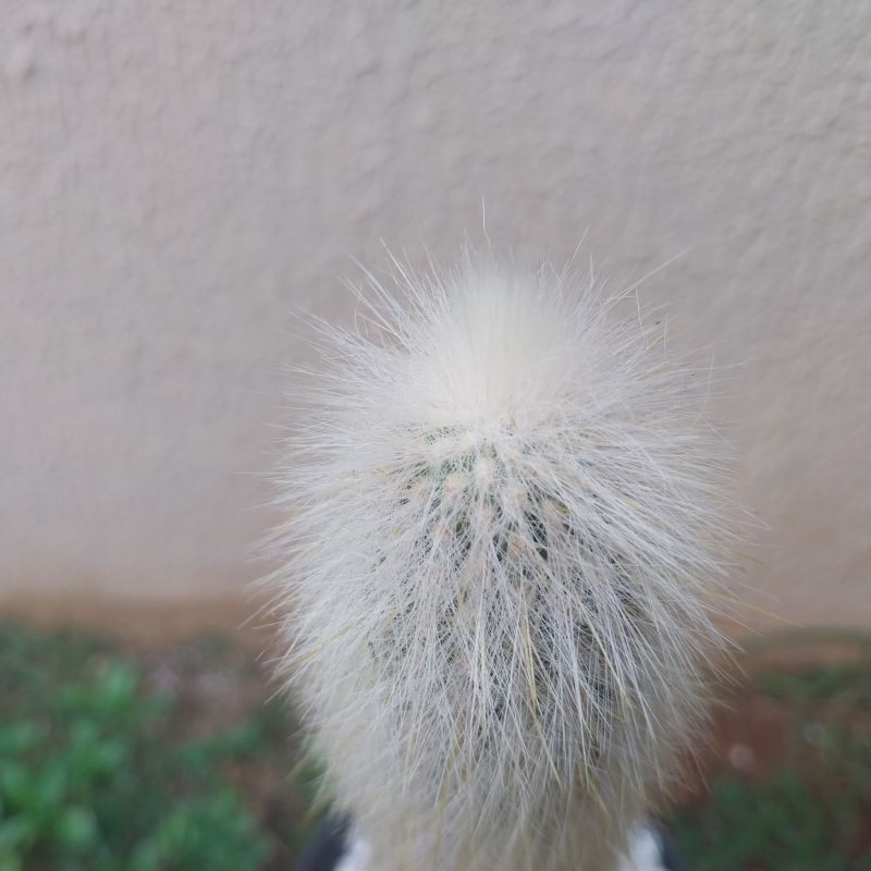 Foto de un cactus que se está identificando actualmente