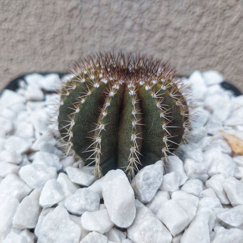 Foto de un cactus que se está identificando actualmente