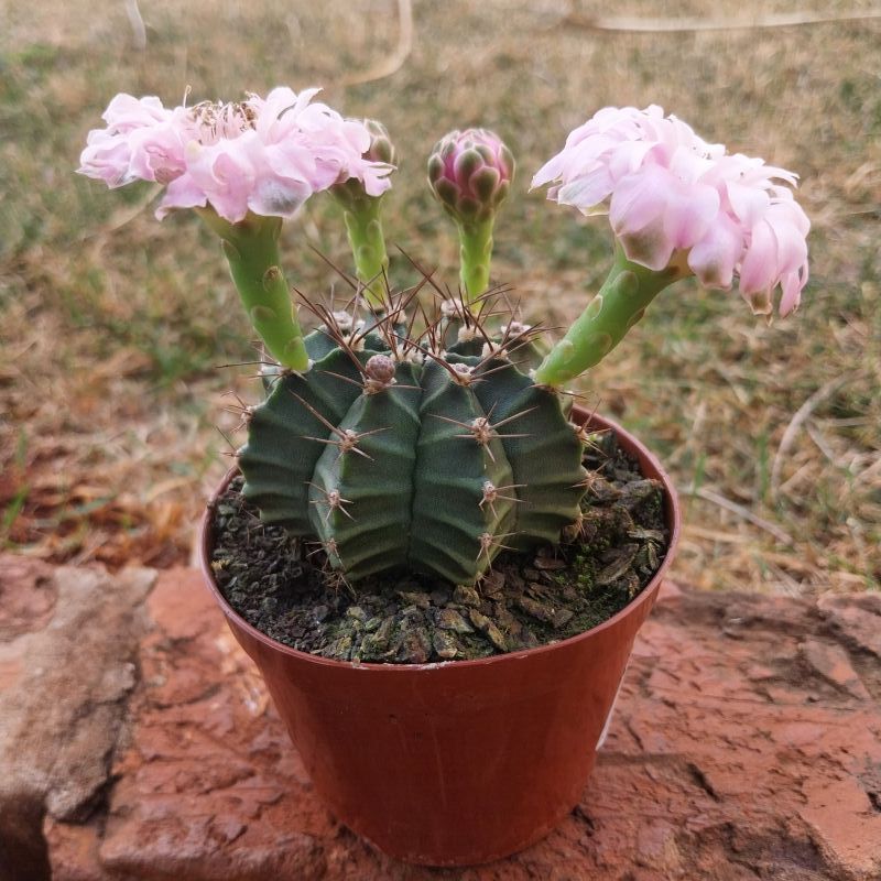 Foto de un cactus que se está identificando actualmente