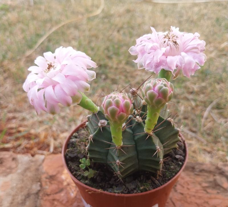 Foto de un cactus que se está identificando actualmente