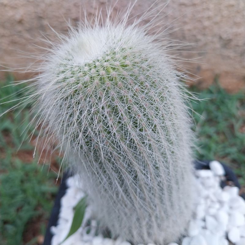 Foto de un cactus que se está identificando actualmente