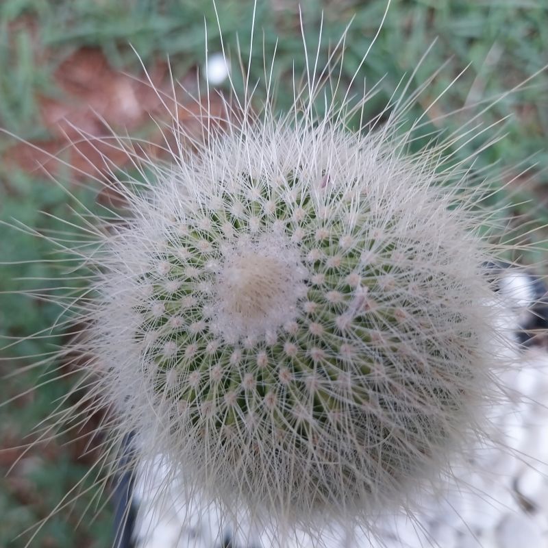 Foto de un cactus que se está identificando actualmente