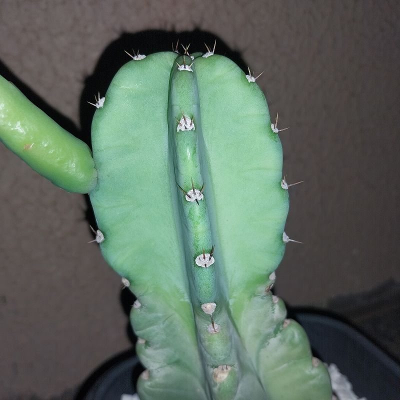 Foto de un cactus que se está identificando actualmente