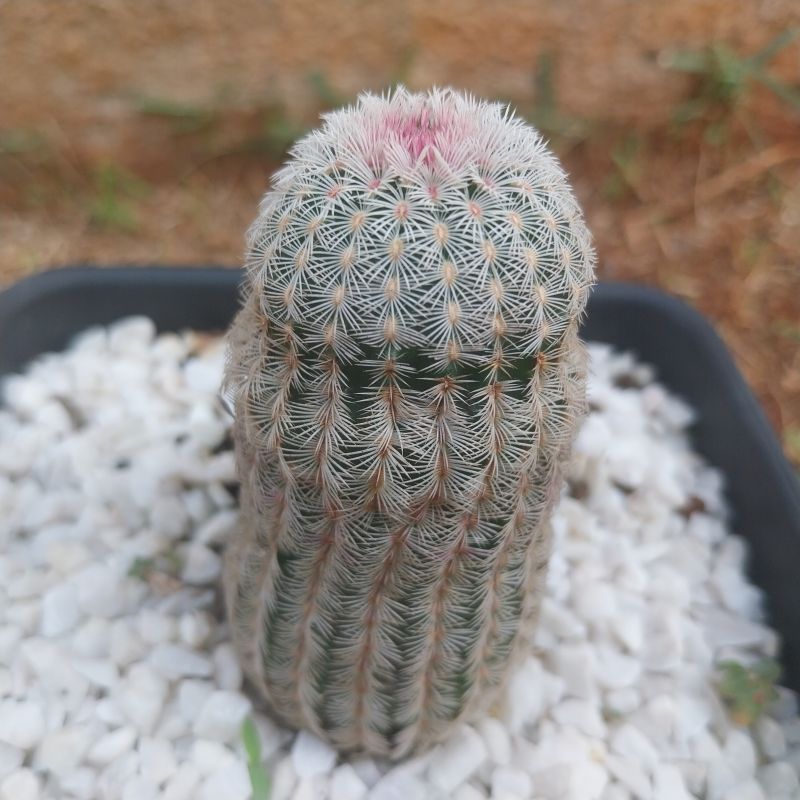 Foto de un cactus que se está identificando actualmente