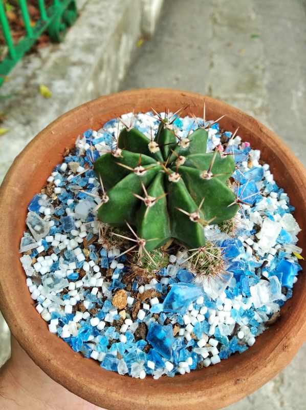 A photo of Echinopsis oxygona