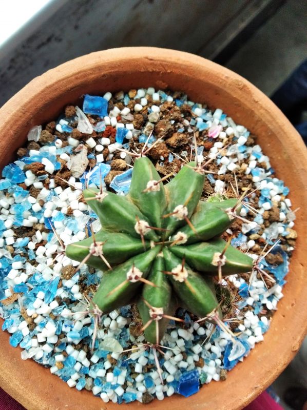 A photo of Echinopsis oxygona