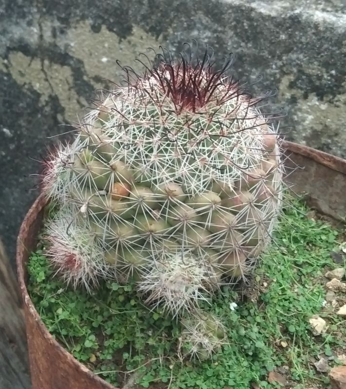 Foto de un cactus que se está identificando actualmente