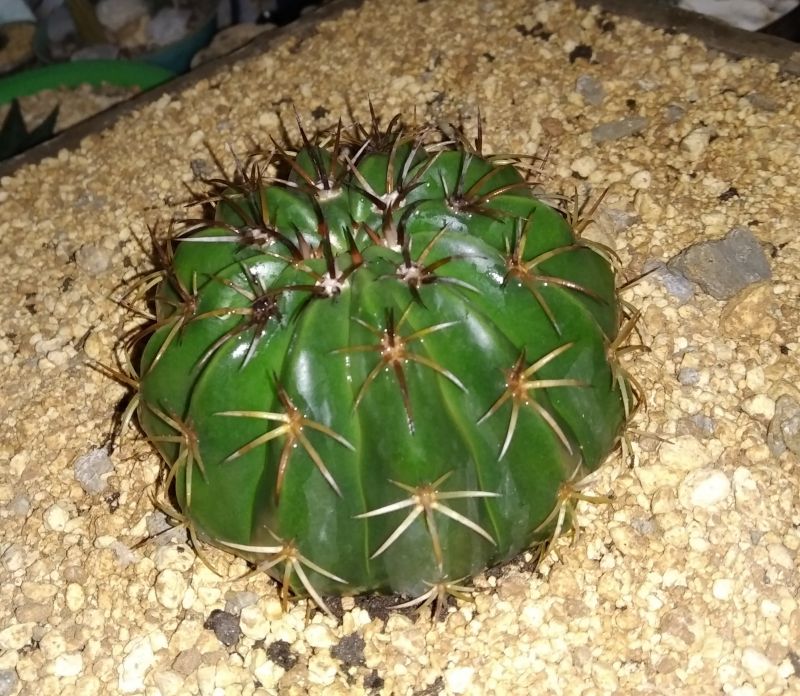 A photo of Melocactus curvispinus