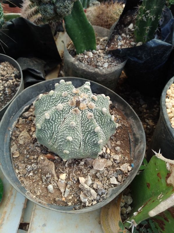 A photo of Astrophytum asterias x Astrophytum capricorne AS-CAP (Hibrido)