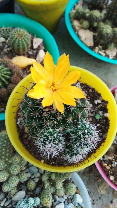 A photo of Mammillaria beneckei