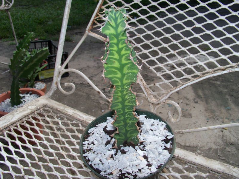 A photo of Euphorbia buruana  