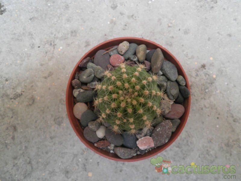 Una foto de Echinopsis schickendantzii