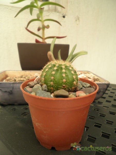 Una foto de Echinopsis schickendantzii