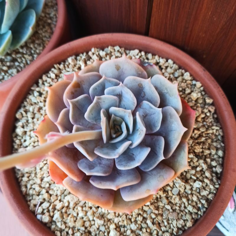 A photo of Echeveria lilacina