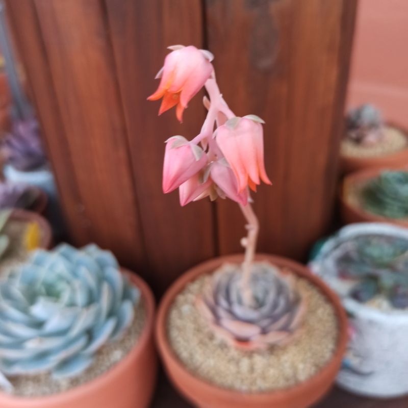 A photo of Echeveria lilacina