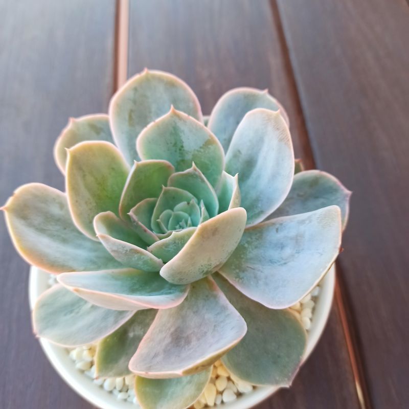 Photo of a cactus currently being identified