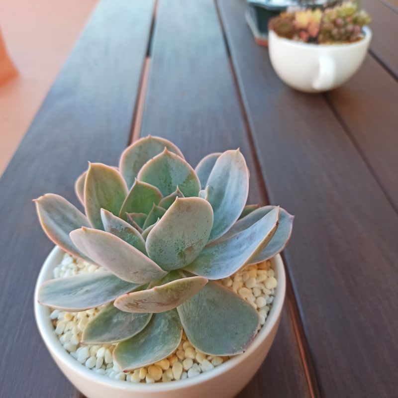 Photo of a cactus currently being identified