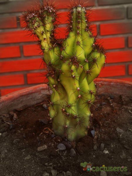 Una foto de Cereus peruvianus fma. monstruosa