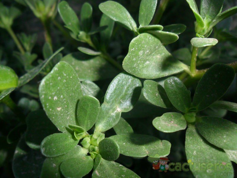 Una foto de Portulaca oleracea