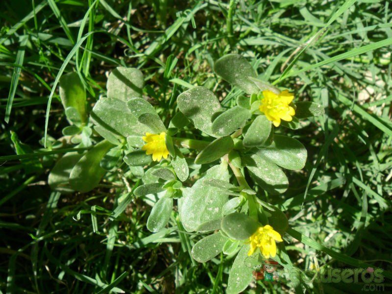 Una foto de Portulaca oleracea