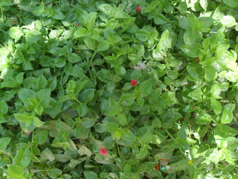 A photo of Mesembryanthemum cordifolium