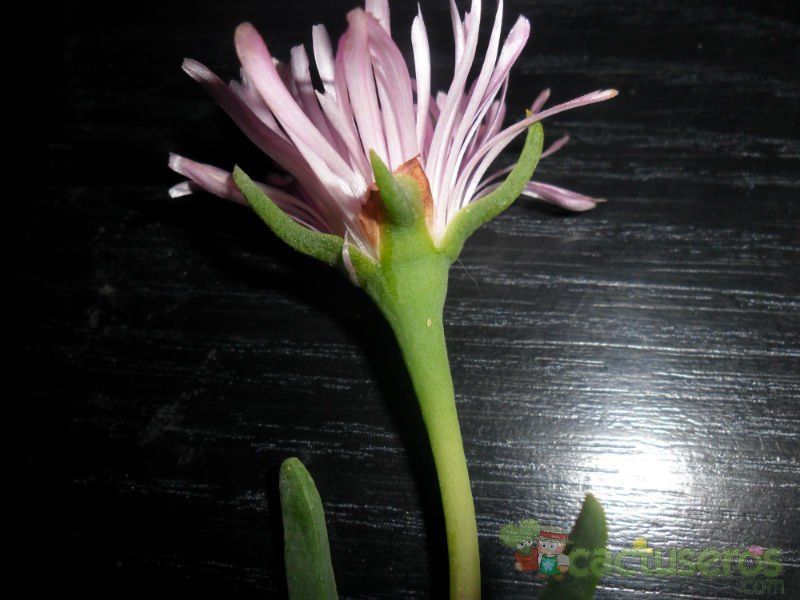 Una foto de Lampranthus spectabilis