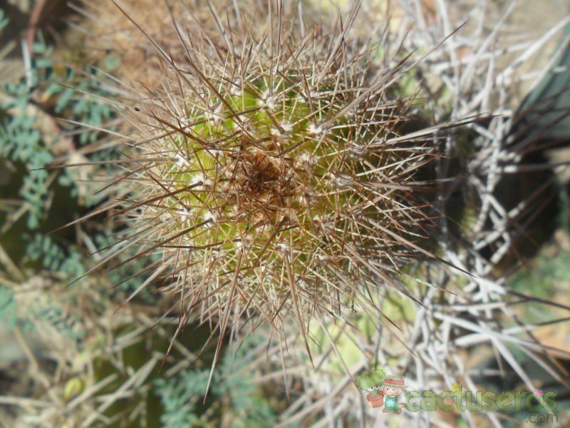 Una foto de Echinopsis strigosa