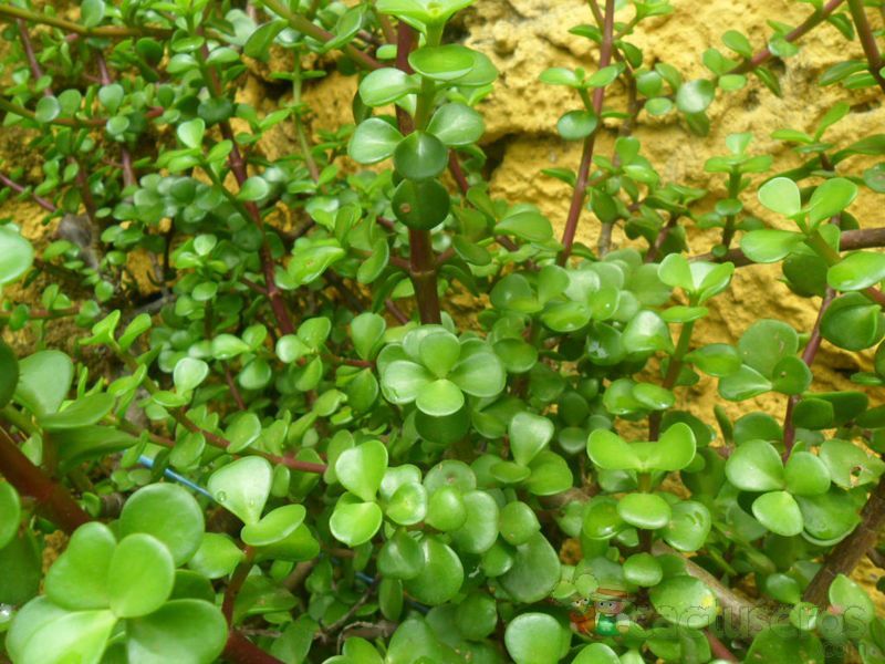 A photo of Portulacaria afra