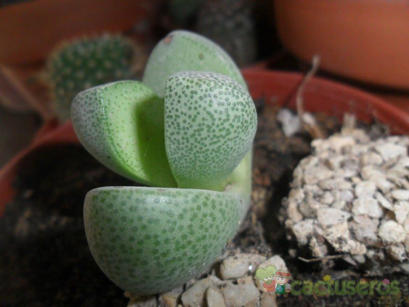 Una foto de Pleiospilos nelii