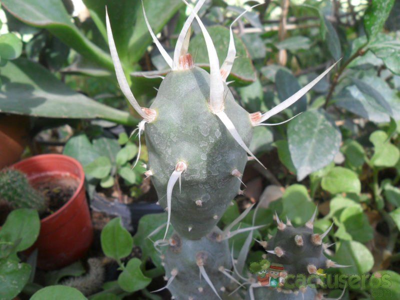 A photo of Tephrocactus articulatus fma. papyracanthus