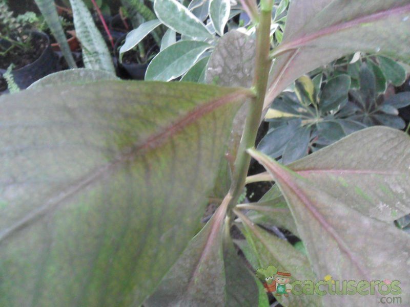 Una foto de Euphorbia umbellata