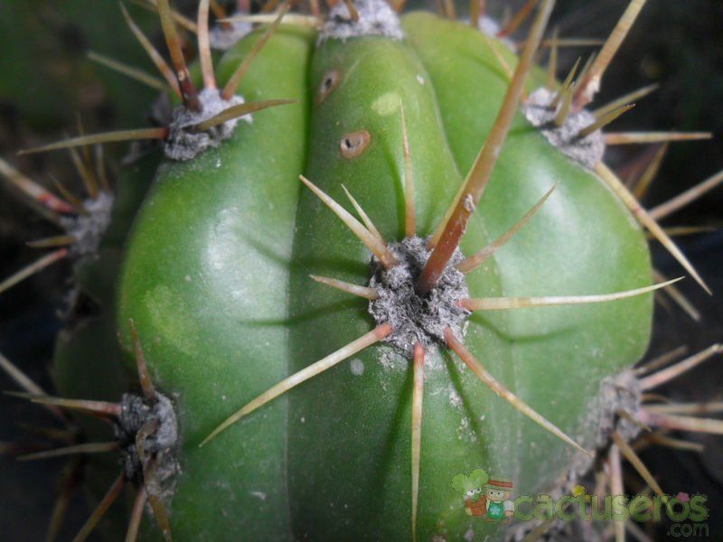 Una foto de Echinopsis terscheckii