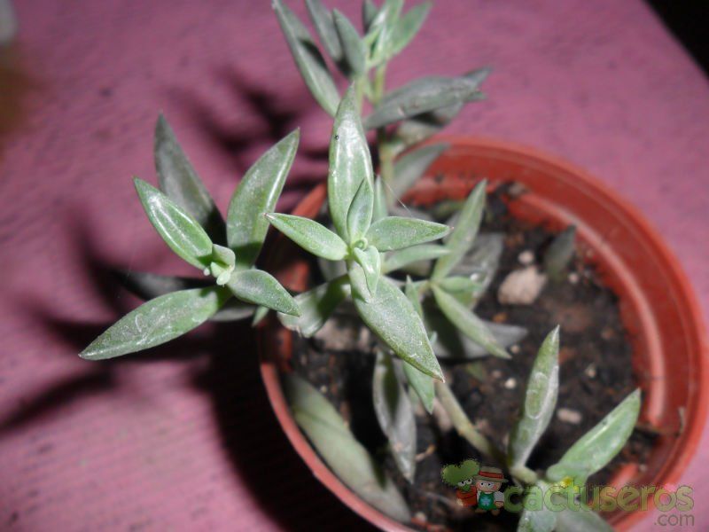 Una foto de Lenophyllum texanum
