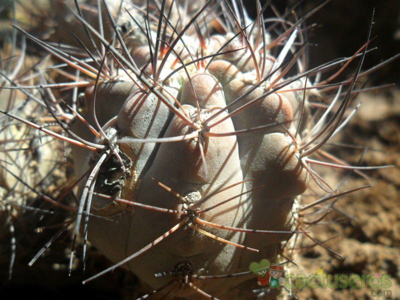 Una foto de Eriosyce villicumensis