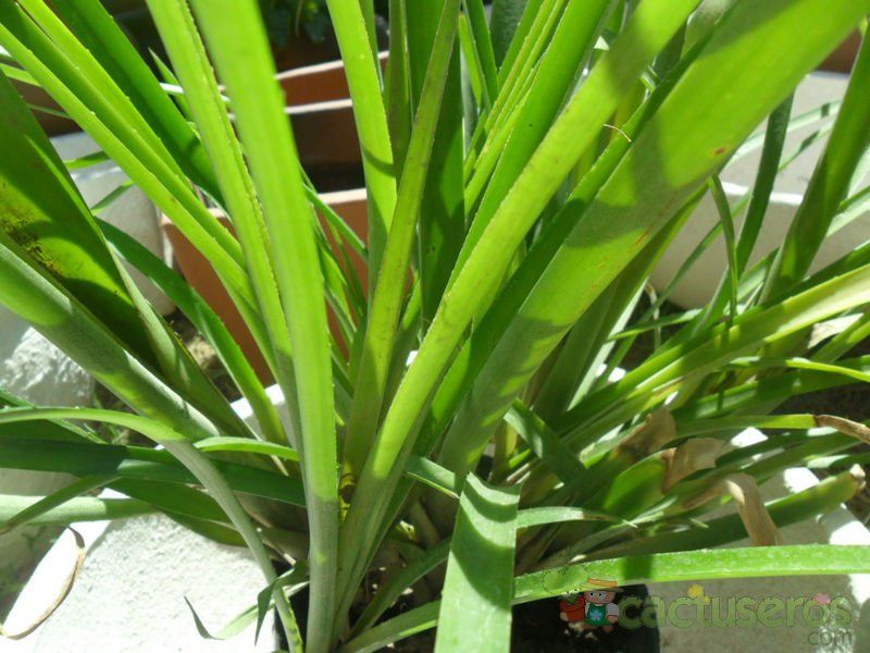 Una foto de Billbergia nutans