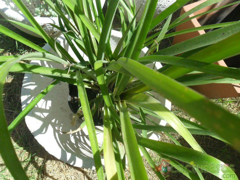 Una foto de Billbergia nutans