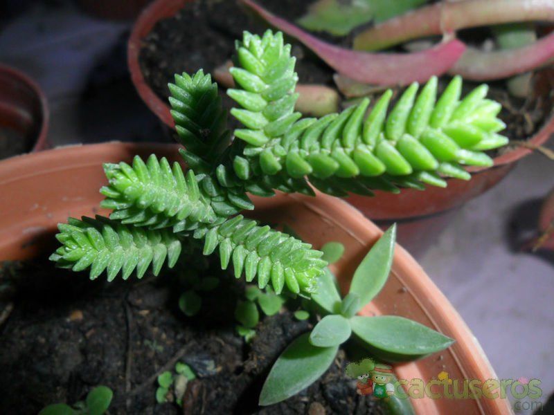 A photo of Crassula ericoides